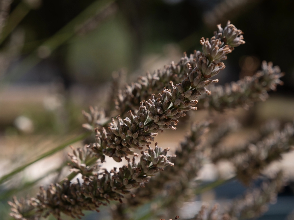 Clos le Lavandin lavande © Thierry Milherou