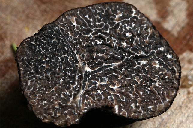 Truffe